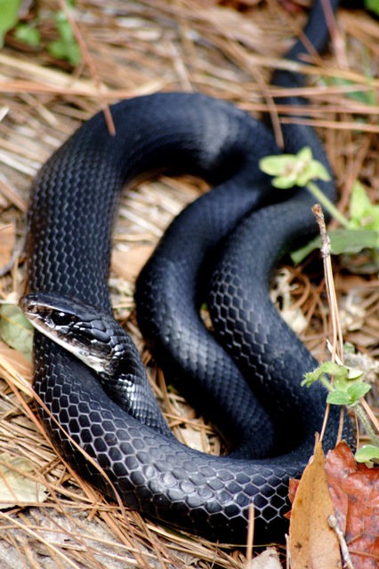 black-racer.jpg